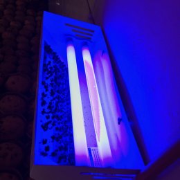 Trampas de luz Ultra Violeta y Lámina Adhesiva: Qué son y como funcionan?